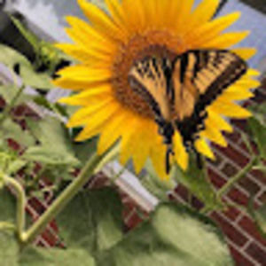 Meet your Posher, Jazmine